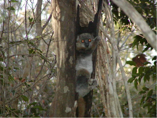 Red-tailed Sportive Lemur@